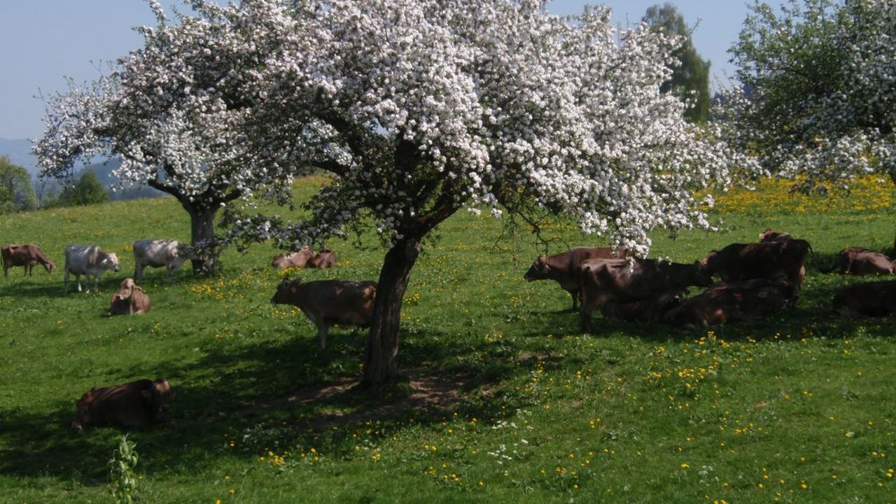 Das gibt richtig gute Maibutter! Das gibt richtig gute Maibutter!